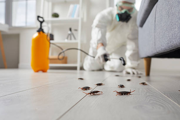 Commercial Rodent Management in Vale